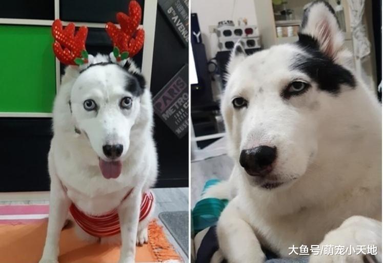 混血二哈一碰水就石化僵在那儿动也不动，完美演绎眼神死