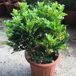 如何养护米兰花，米兰花的日常养护方法有哪些