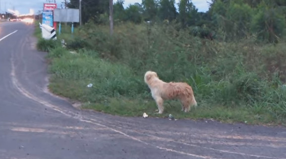 狗狗在路口等主人四年，主人得知赶来！但是结局有点不太对……