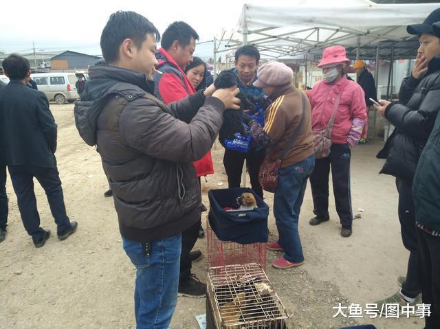 男子整窝购买黑色泰迪喊价300元一只, 老人却最低500元!