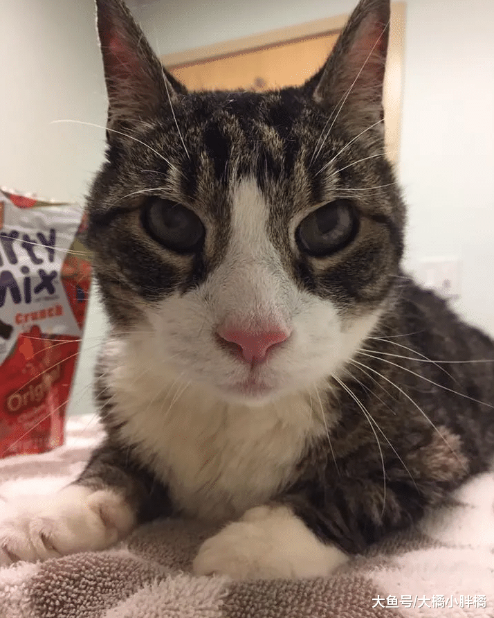 18岁老猫被送往收容所，妹妹也离世，老猫想绝食而亡却开启新生活