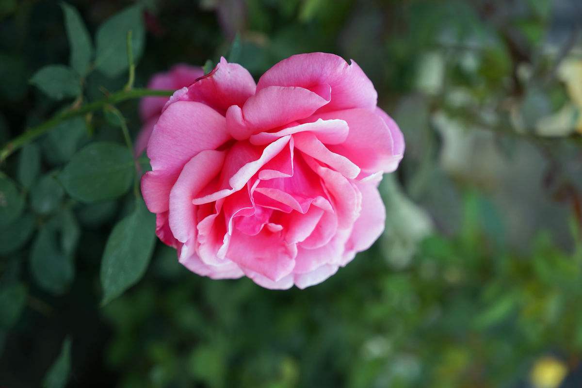 月季，又称“月月红”，四季开花，需要日照充足