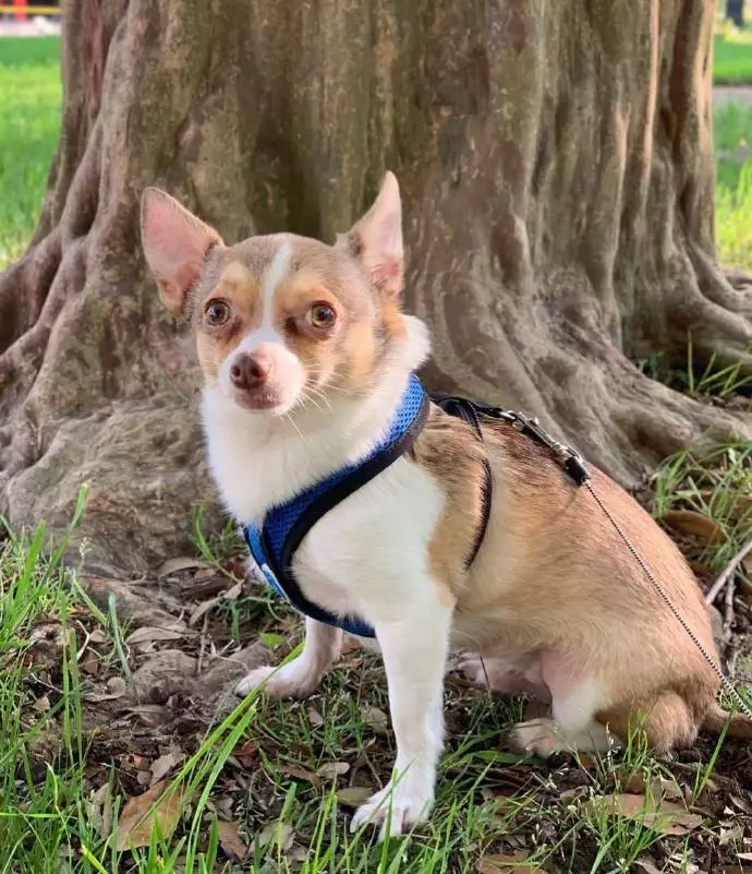 吉娃娃一言不合就开撕，不管多大的狗，吉娃娃从来都没怂过