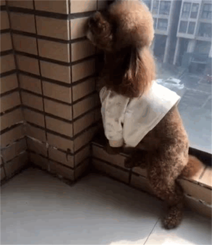 狗狗出现“面壁思过”，是一种危险信号，铲屎官切不可忽视