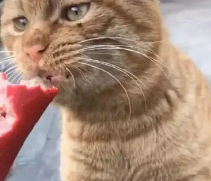 橘猫饿的发慌颤抖，好心网友喂养火腿肠，下意识的行为泪目