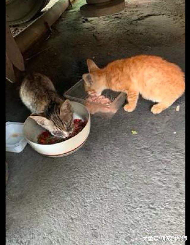 阿姨喂养流浪猫常收到投诉，一天意外收到了张纸条，心里瞬间好暖