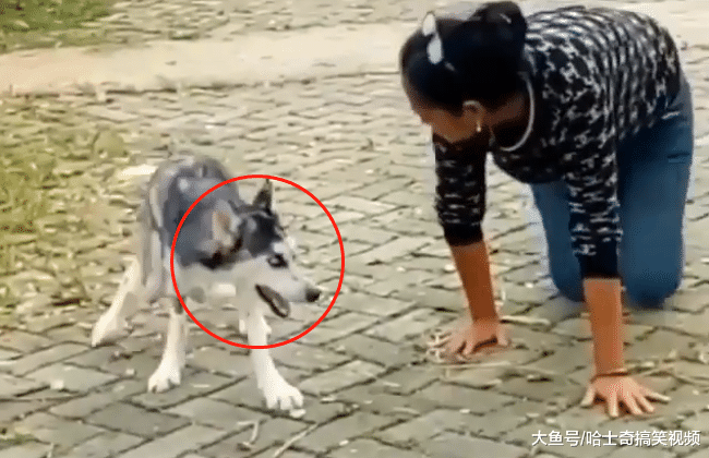 二哈被抛弃后流落街头, 饿得皮包骨无法行走, 幸好遇到了她