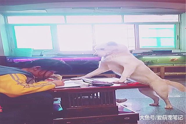 狗狗监督小主人写作业，搞得还有模有样，这架势像极了当年班主任