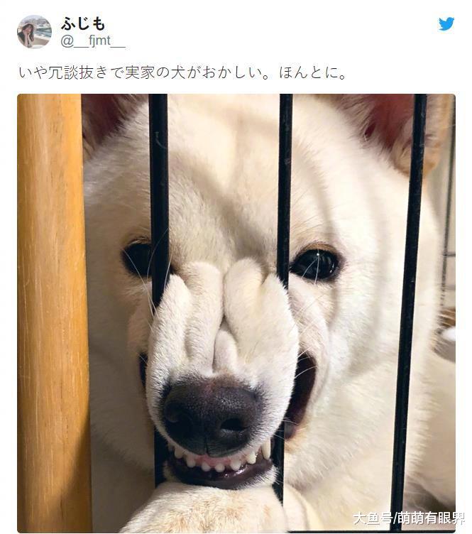 狗，是一种很喜欢用嘴卡住栏杆的动物……