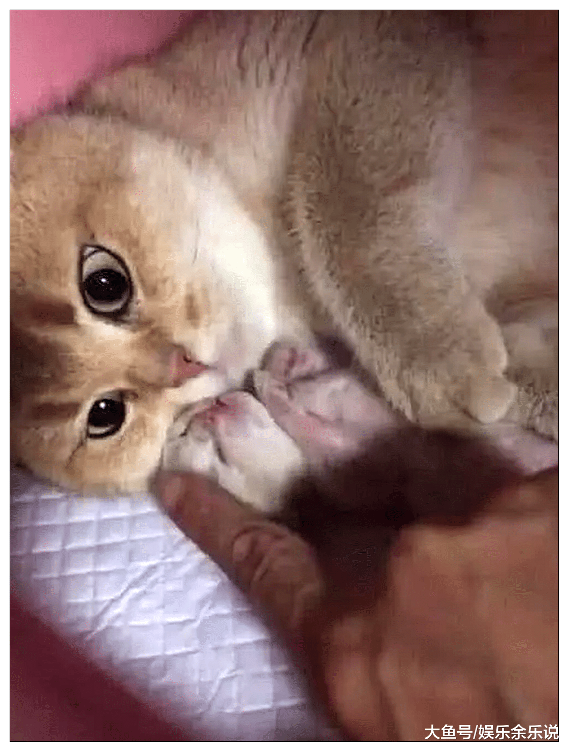 猫咪意外怀孕却只剩下一只独喵，天天抱怀里不撒手，网友：这猫飘了