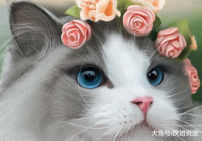 布偶猫为什么在猫界如此受欢迎? 不仅长得好看, 优点太多了