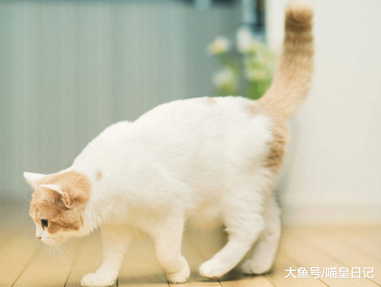 在教育喵星人之前，鏟屎官要先了解關于貓咪的這四個特點！