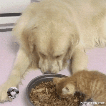 金毛因为太孤独，救了只猫当“媳妇”，过着没羞没臊的生活