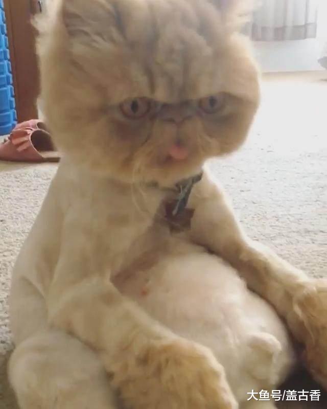 猫咪做完绝育后，每天坐地上思考人生，猫咪：朕的后宫全完了！