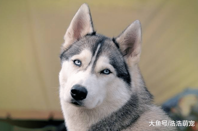 就算狗狗犯了大错，宠主也不要打它这5个地方，再生气也不行