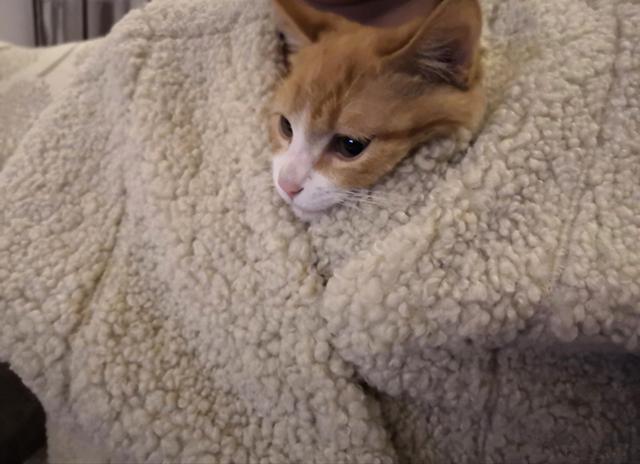 铲屎官带萌宠回爸妈家，当初遭家长严词拒绝的猫咪，如今：真香！