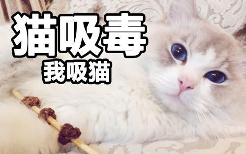 学会这些专业走心的撸猫姿势，让家中喵星人欲罢不能