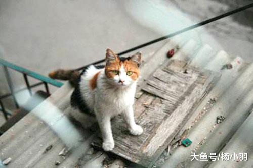 老爸被邻居猫“拐走”，老妈很生气，不久猫用行动证明“会付钱”