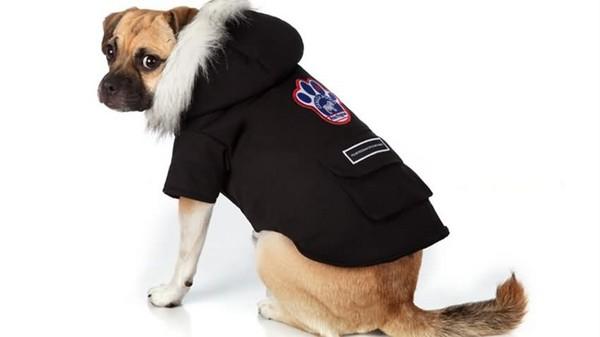 你的狗狗适合穿衣吗？在给狗狗穿衣之前，主人要注意什么？