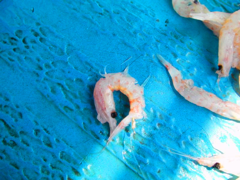 探索船钓技巧：钓大鱼的常用活饵