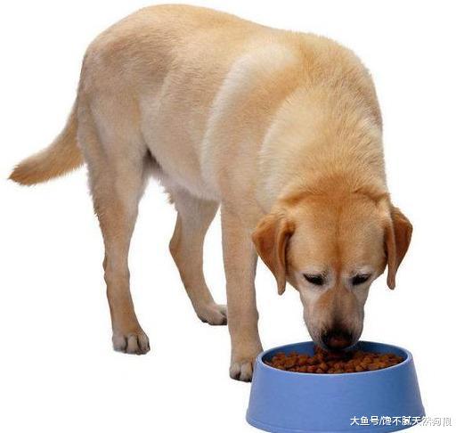 7个关于狗狗的“错误说法”，你知道几个？