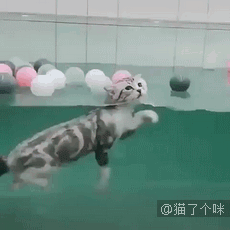 一只镜头感超强的小猫咪，很爱拍照嘞