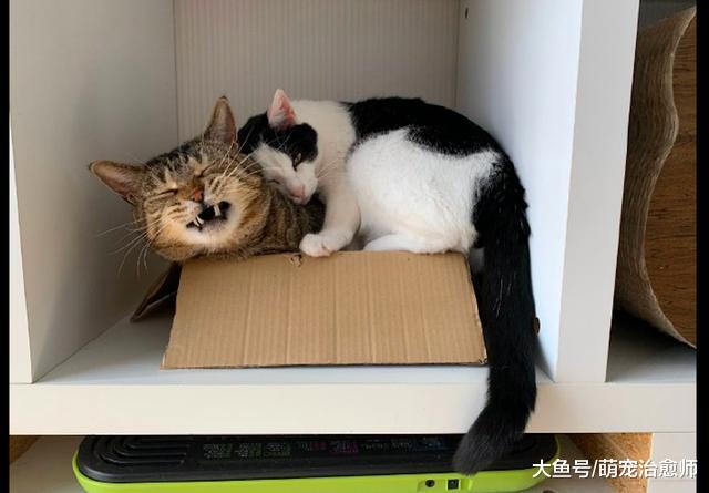 花猫在纸盒里睡觉，奶牛猫硬生生的挤了进去，花猫：你踩我脚了！