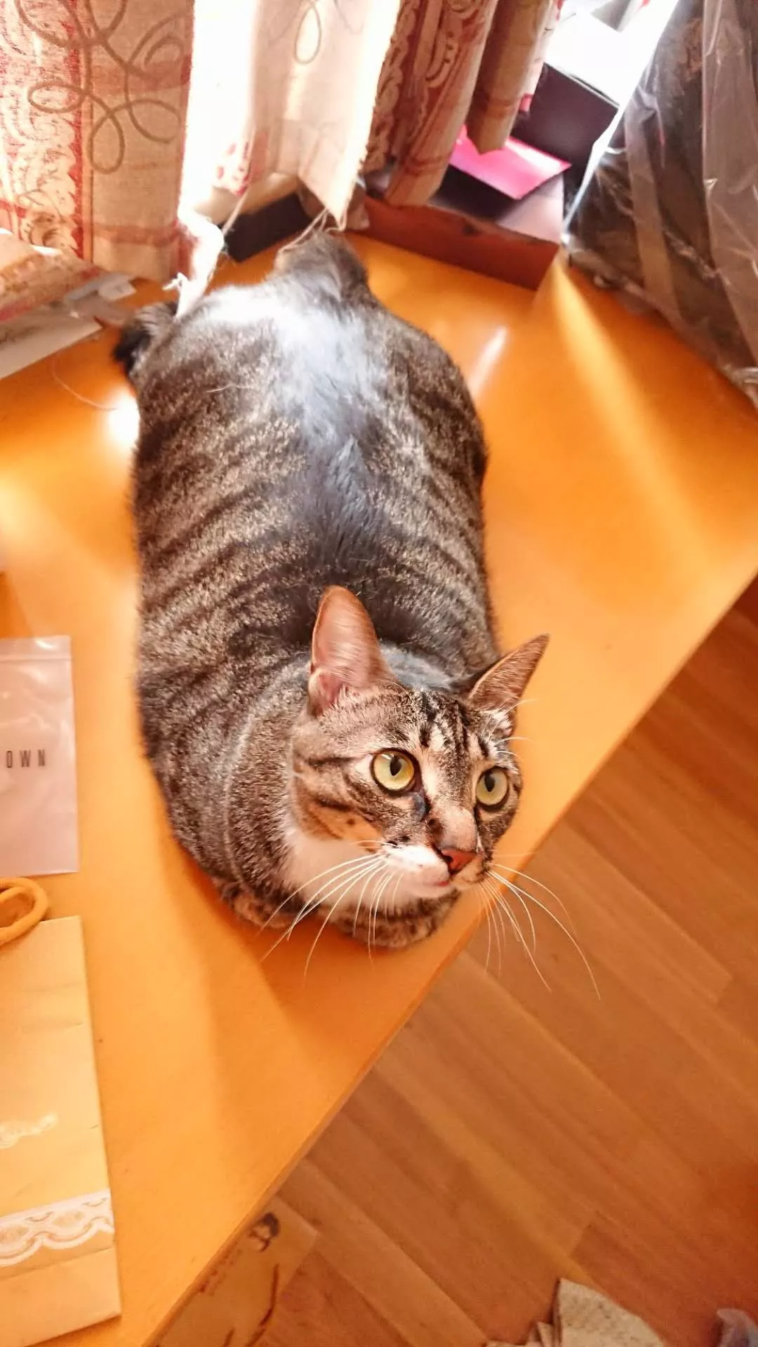 胖的没有脖子的猫咪你见过吗