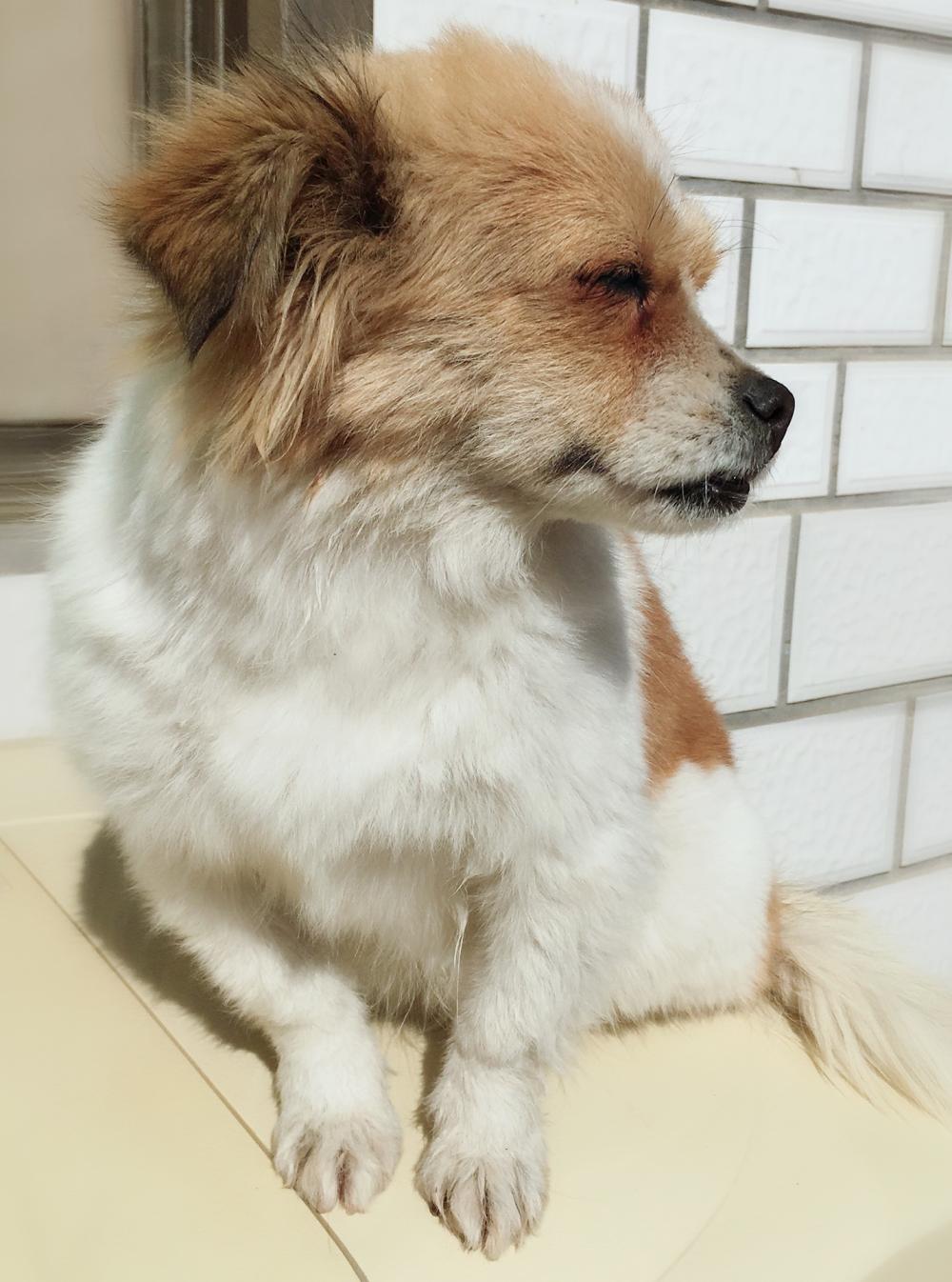 一只蝴蝶犬的自述: 在冬日的暖阳里, 谁还不是一只小公主?