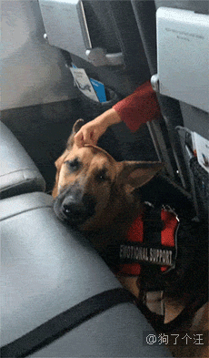 在飞机上的服务犬一直被偷偷摸头，怎么办？