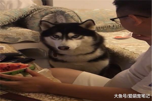 二哈看到主人吃西瓜，一直对着他使眼色，汪：疯狂暗示都无动于衷