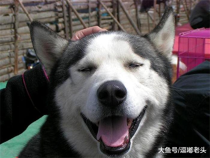 养狗一个月，狗狗能记你一辈子，它是怎样做到的？