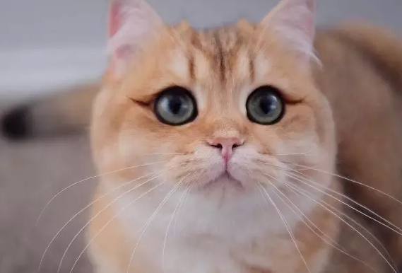 天生自带眼线的猫咪，简直就是小美人！最后一只你不是来搞笑的？