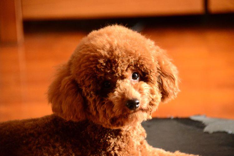 過年狗狗如何安排？有人丟路邊，有人帶回家，網友：同狗不同命