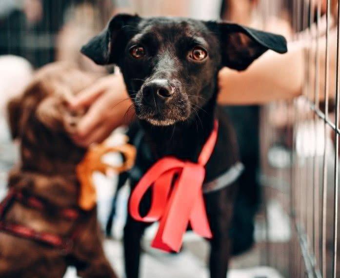 街上那些流浪狗是由于哪些原因被主人拋棄呢？一些原因讓人心酸