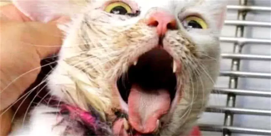 流浪貓躲在草叢里哀嚎，男子發現上前檢查，結果一看感到觸目驚心