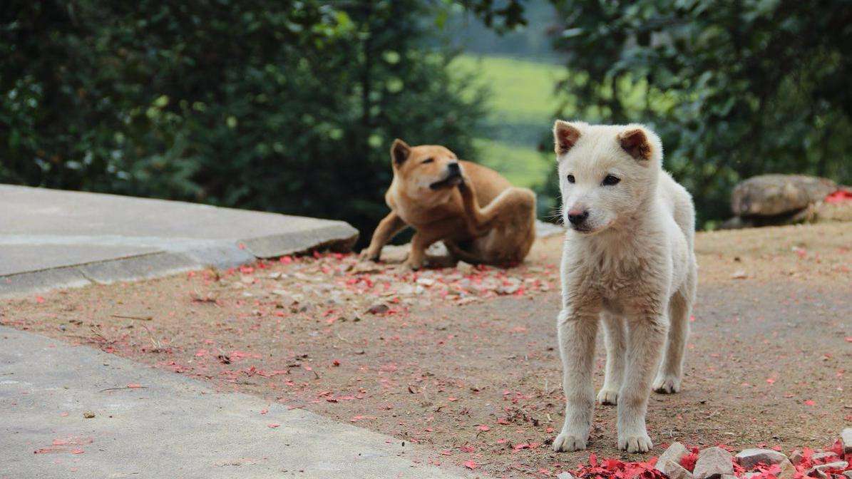 農村為啥黃狗和黑狗多？民間高手說黃狗黑狗有來頭，也有高品質