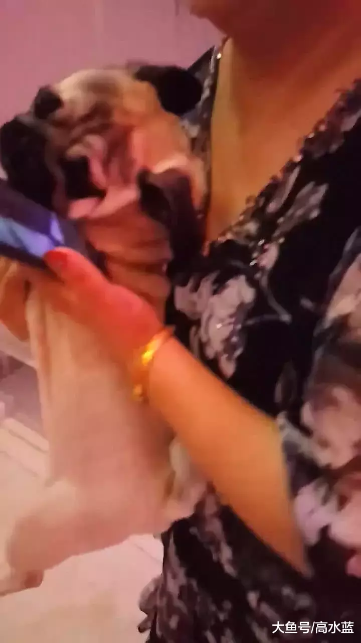 狗狗见女主人要出嫁，一个劲的躺婚纱上耍赖，主人看得泪目