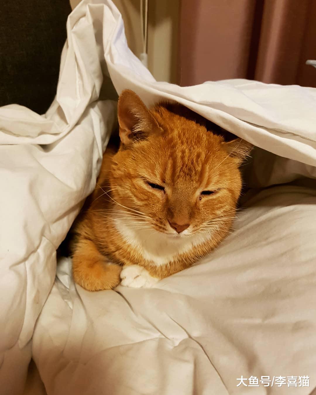 猫咪和狗狗临终前躲到没人的地方, 其实来源于动物的自我保护机制