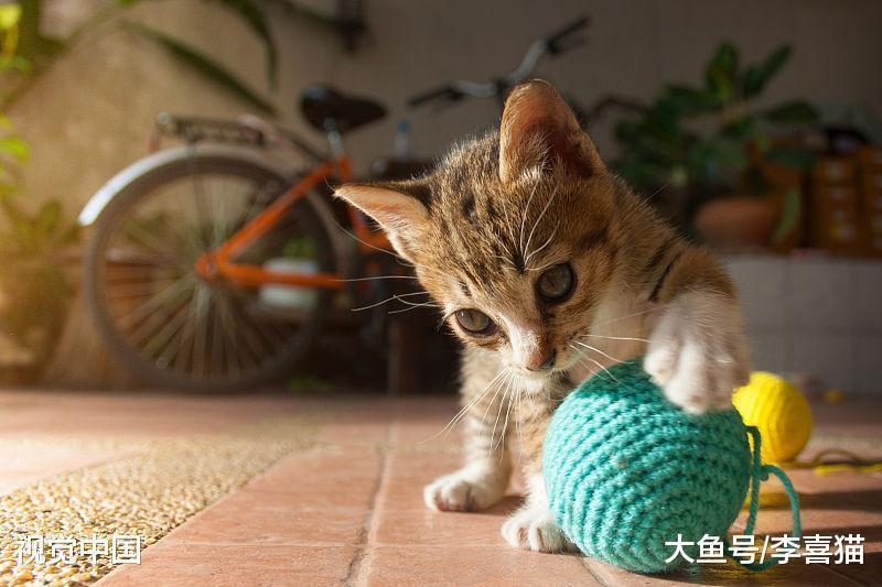 養貓并沒有想象的那么簡單，任何寵物都是養活容易，但是養好很難