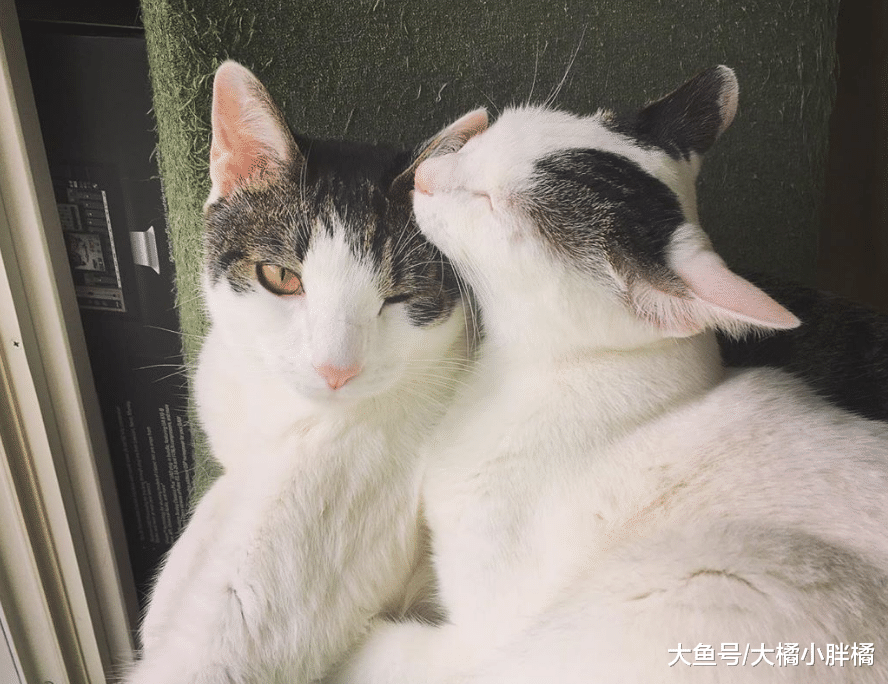 两只猫咪踮着脚看窗外，看到垫脚石时我笑了，这“仆人”当得还真不错