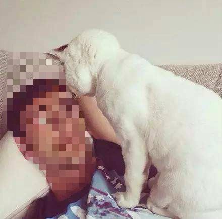 猫咪每天去邻居家偷女士内衣给男主人，主人尴尬的不敢出门！