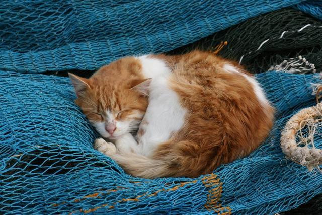 猫咪晚上常做四件事, 主人疑惑猫咪不睡觉, 原是靠间歇性睡眠法!