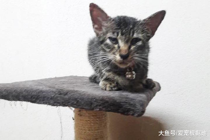 猫之间的友情！流浪猫被撞身亡，同伴不离不弃守护身旁