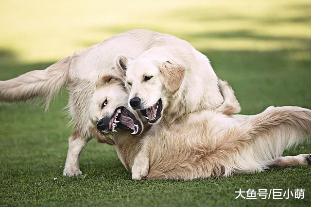 狗狗打架往死里咬，但它们又听不懂人话，我该怎么教？