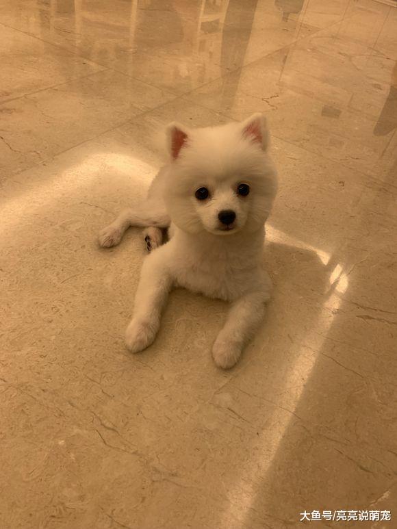 博美对自己新造型不满意，不过也没办法，不敢责备主人