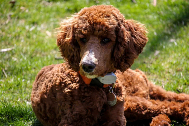 爱干净的宠物狗狗