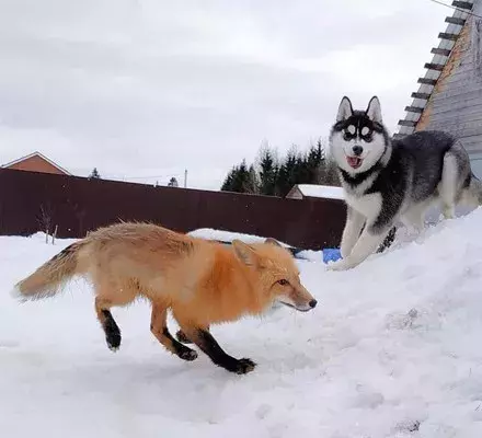网友领回只狐狸，结果家里二哈就变得不正常了...