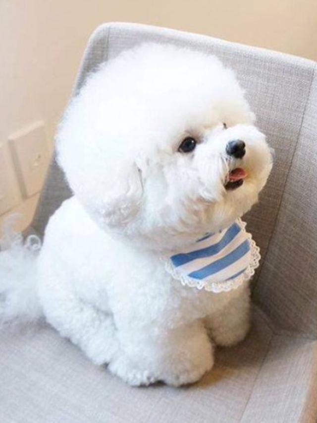 如果想养萌犬, 可以考虑这“5种”治愈系萌犬, 哈士奇也算一个?