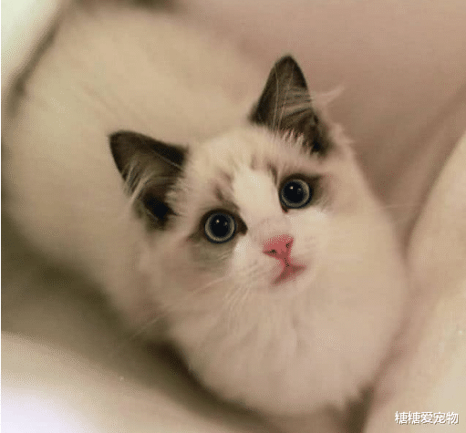 最适合女生养的3种猫：布偶颜值高，金吉拉超乖巧，无毛猫也能上榜？